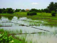  آبیاری برنج