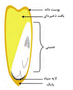  تشکیل لایه سیاه در محل اتصال دانه به بلال
