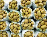  ارتفاع و ردیف&zwnj;های پارت چینی گونی&zwnj;های سیب&zwnj;زمینی