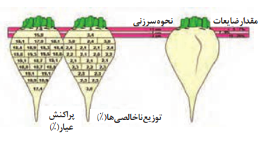  پراکنش عیار (چپ) و ناخالصی&zwnj;ها (وسط) و تأثیر نحوه سرزنی (راست) ریشه چغندر قند روی ضایعات برداشت