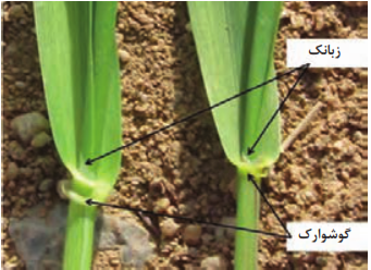 مقایسه برگ گندم و جو