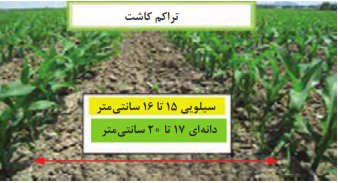  آرایش بوته در ذرت