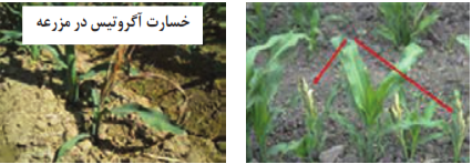  لارو خسارت آگروتیس