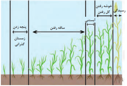 مراحل مختلف رشد در گندم و جو