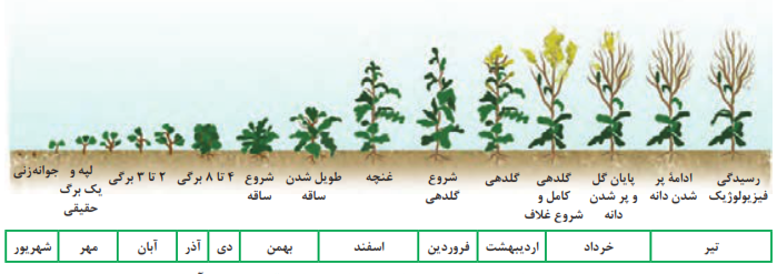 مراحل اصلی رشد کلزای زمستانه و زمان وقوع تقریبی آنها