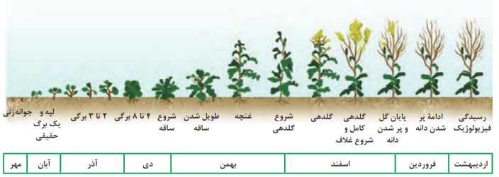  مراحل اصلی رشد کلزای بهاره و زمان وقوع تقریبی آنها