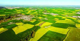   نمایی از تناوب زراعی کلزا با سایر گیاهان زراعی