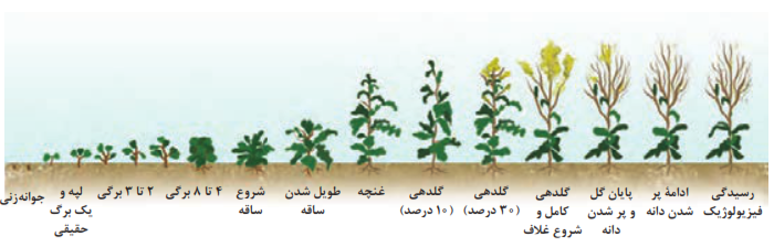 مراحل رشد کلزا که کوددهی انجام می&zwnj;شود