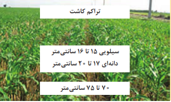 تراکم کاشت یا تعداد بوته در واحد سطح (از عوامل بسیار مهم و مؤثر در عملکرد علوفه ذرت)