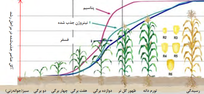   نمودار جذب نیتروژن، فسفر و پتاس