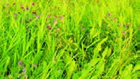 آلودگی مزرعه یونجه در سال&zwnj;های دوم و سوم