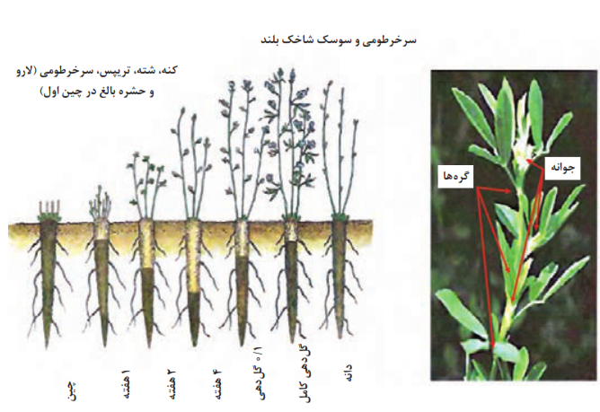 مراحل رشد رویشی یونجه بعد از برداشت (چین)