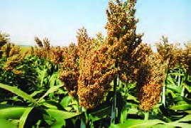 سورگوم دانه&zwnj;ای