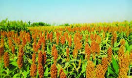   سورگوم دانه&zwnj;ای