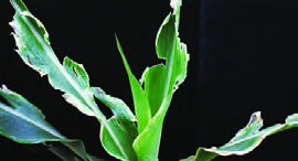 دندانه&zwnj;دارشدن و پاره&zwnj;شدن حاشیه برگ&zwnj;ها در اثر کمبود کلسیم
