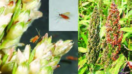 مگس میج (Midge) وآثار خسارت آن روی پانیکول سورگوم