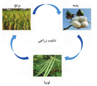 چرخه زراعی از اصول کشاورزی پایدار