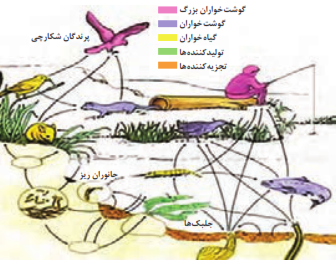  روابط بین موجودات زنده در اکوسیستم&zwnj;ها