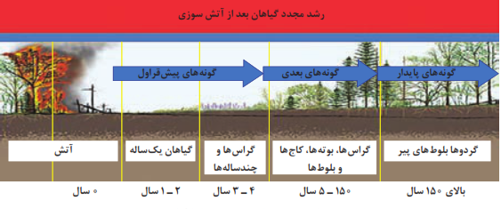  جانشینی در اکوسیستم&zwnj;ها با گذشت زمان