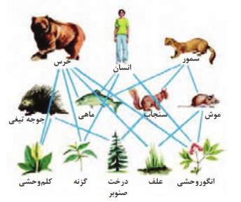  شبکه غذایی