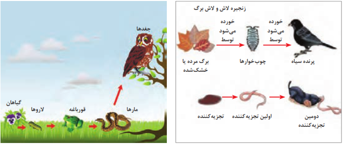 دو نوع زنجیره غذایی مختلف