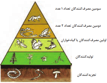   هرم تعداد