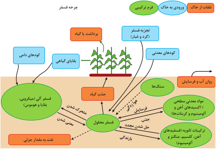چرخه فسفر