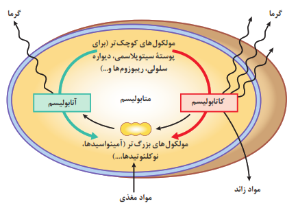  سوخت وساز موجودات زنده