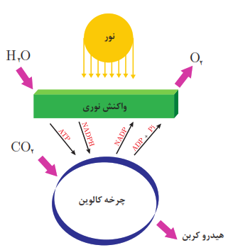  فتوسنتز در گیاهان سبز