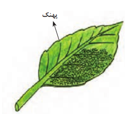  ساختار بیرونی برگ