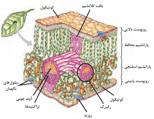 میانبرگ یا مزوفیل