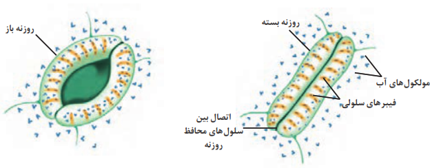 روزنه برگ