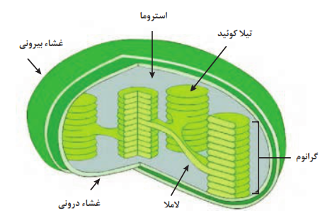  ساختمان کلروپلاست