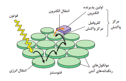  ساختمان کلروپلاست