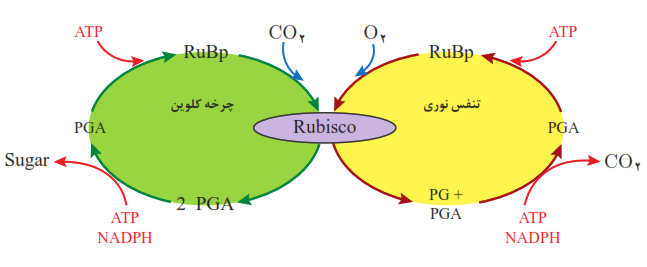 تنفس نوری در گیاهان $({C_3})$