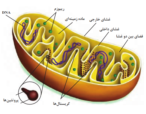  میتوکندری