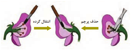  اخته&zwnj;کردن گل و انتقال گرده