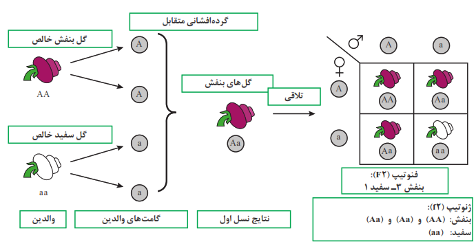 گرده افشانی متقابل