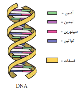 ساختمان DNA