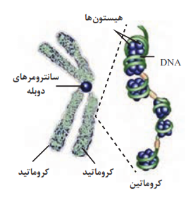 کروموزوم در حال تقسیم