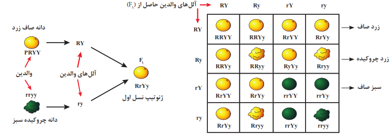 جدول 1- ژنوتیپ&zwnj;ها و فنوتیپ&zwnj;های حاصل از خودلقاحی RrYy