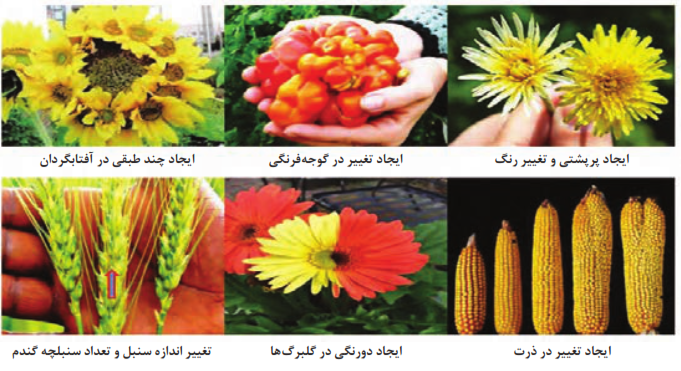  چند نموه از گیاهان جهش یافته