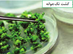 کشت بافت (تک جوانه)