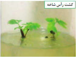  کشت بافت (رأس شاخه)