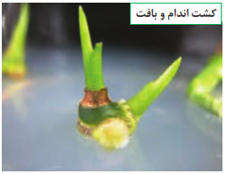  کشت بافت (اندام و بافت)