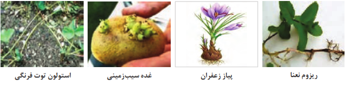  برخی از اندام&zwnj;های غیرجنسی برای تکثیر