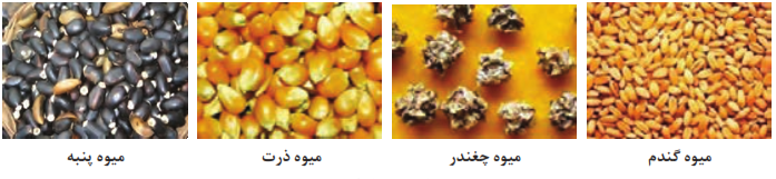  بذر برخی از گیاهان زراعی