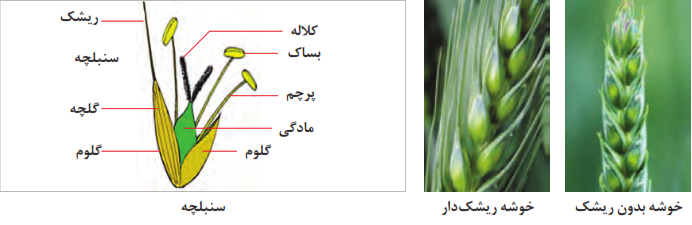 سنبله گندم