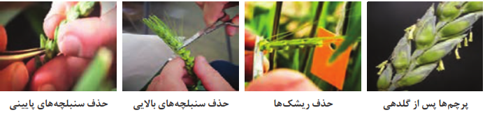  حذف برخی از سنبلچه&zwnj;ها و ریشک گندم