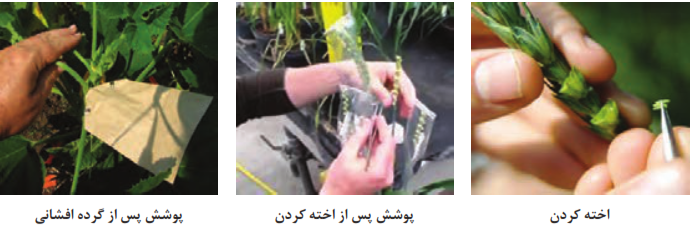 اخته&zwnj;کردن و پوشاندن سنبل گندم